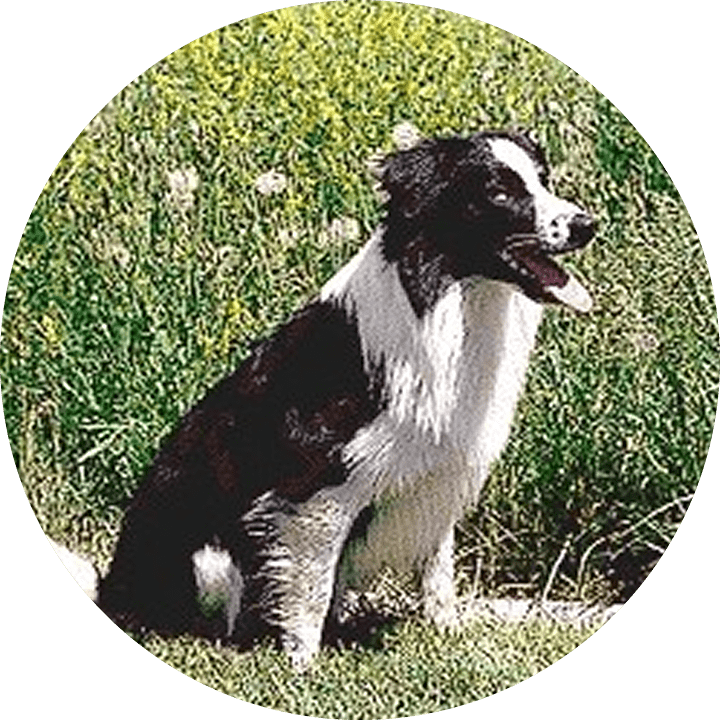 Border Collie